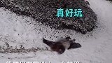 太可爱啦！旅美大熊猫美香、添添雪地撒欢