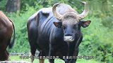 全世界最大的牛，浑身铜皮铁骨重1吨，草原之王的狮子都不敢惹它