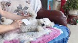 哭笑不得！这只泰迪是多爱梳毛？这心机、这闹腾的，主人脾气太好