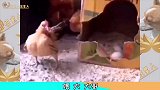 狗：这样应该没狗欺负我了吧