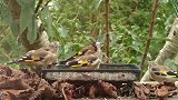 成群结队觅食的秋季少年金翅雀！