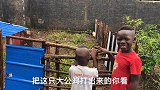 中国人在非洲如何养鸡并且学以致用