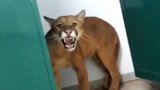 巴西：9岁男孩学校上厕所 竟撞见一头美洲狮
