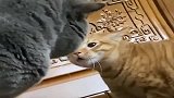橘猫：都是学外语出身的，谁怕谁
