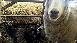 旅游-奇迹！英国“未受孕”母羊圣诞前夕诞下两只小羊_clip
