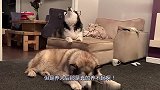 养两只吃货阿拉斯加是种什么体验？主人：别打扰我搬砖，挣饭钱！