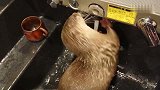 水獭把家里的感应水龙头当成玩具，主人：完了，水费要翻倍了