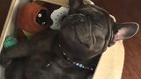 斗牛犬躺在玩具堆里睡觉,呼噜打的跟人一样响,真想抽它!