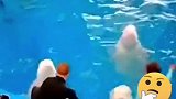 俄罗斯海参崴一家水族馆内白鲸拒绝亲吻驯兽员遭拳打脚踢 白鲸 发情期