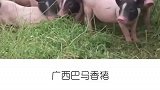 中国顶级食材，你吃过哪些？