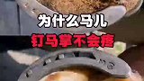 为什么给马儿钉马掌不会疼