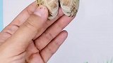 用贝壳做的蝴蝶，你们喜欢吗