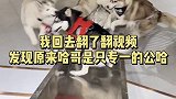 专 一 我 哈 哥 家乡刘伶醉新春共举杯  刘伶醉酒 哈哥猫妹