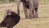 此时此刻，这头大象肯定满脑袋的问号