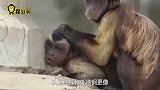 不是特效这年头动物都流行长人脸方脸小猴撞脸明星