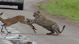 猎豹在路上按住羚羊，却始终不下口，为何？