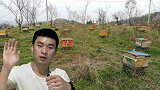 饲养中蜂不飞逃，留住蜂王，给蜂群进行循环分蜂