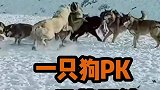 一只中亚牧羊犬PK20只草原狼，狼被攻击的节节败退