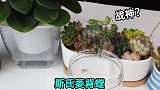 传说中第一凶螳螂开箱，真的那么厉害吗？