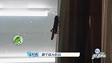 大S发现像巴掌大的“螳螂”，阿雅：小S快看，像鸟一样大！