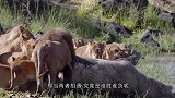 狮群正在进食，饥饿的鳄鱼想要抢食，究竟谁才是最强王者