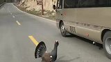 你瞅啥？摄影师路遇珍稀动物松鸡，偷拍还被当街单挑