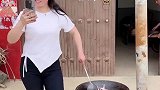 我的白条鸡怎么变成大公鸡了？