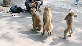 猴子学跳舞