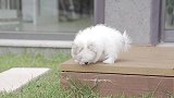 比熊犬实在太可爱了，看见都忍不住想抱抱它