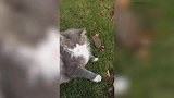 草地上玩耍的猫咪，这咋还吃上草了呢草好吃吗
