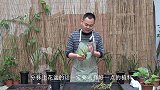 养石斛兰，上盆时万不能带着这些“根”，都要给它统统剪掉!