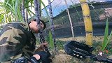 跟朋友来砍甘蔗，他说先试试，哪个甜砍哪个