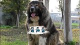 高加索犬不愧是犬中之王，战斗力真的不一般