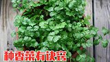 家里种香菜，4点非常关键，出苗快，长势特别旺，全家吃不完