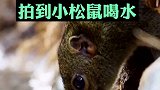 网友：“松鼠小弟很治愈！”