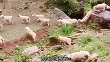 闹半天，这才是正宗的羊树啊