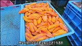 日料最常见青物：油甘（五条鰤）鱼柳加工