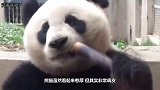 大熊猫玩起雪人，结果一不小心掰断了雪人脑袋，熊猫：“杀熊”啦