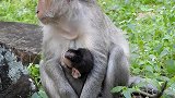猴宝宝骑在妈妈背上，这种方式猴妈妈觉得不怎么安全