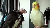 因为黄色鹦鹉喜欢拔毛，黑色鹦鹉就变成了秃鹫”