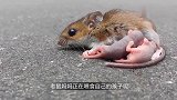鼠妈妈已经死去，小老鼠试图唤醒妈妈，场面让人泪目