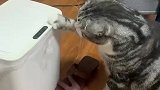 猫咪打开电动垃圾桶，朝着它凶了一下