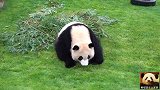 熊猫宝宝登场方式很特别，真不愧是“滚滚”，太萌了