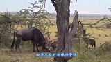角马和斑马吃食物时，突然一只角马倒地不起，镜头记录下真凶