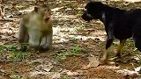 大黑狗反复挑衅猴王，猴王只好溜之大吉，有趣