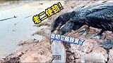 俩个鱼鹰抓鲶鱼，过程太艰难了