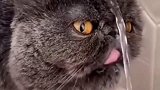 终于知道我们家猫咪为啥天天渴了！看到这一幕，这是喝了个寂寞