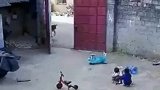 妹妹被小牛吓哭，六岁哥哥把牛赶跑后抱住妹妹