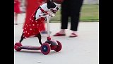 广场上一只穿着连衣裙玩滑板车的狗子，那娇艳的一抹红，笑出声