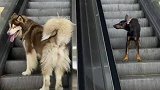 当你有两个特别倔的狗狗，上楼下楼都不走寻常路